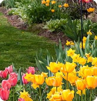 Bunte Frühlingsblumen, darunter gelbe Narzissen und Tulpen, wachsen an einem gepflegten Rasengartenrand.