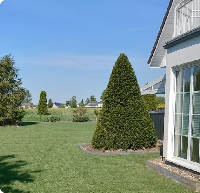 Gepflegter Garten mit zwei konisch geschnittenen Hecken vor einem modernen weißen Haus unter blauem Himmel.